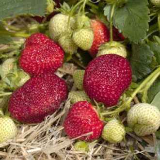 Honeoye Strawberry Plants