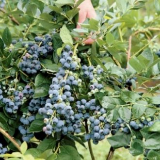 Jersey Blueberry Plants