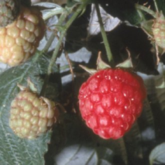 Killarney Raspberry Plants