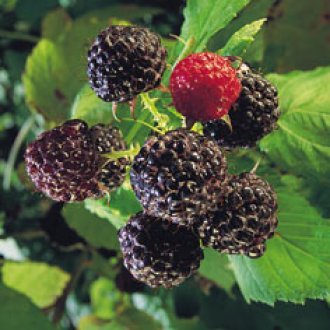 Mac Black Raspberry Plants