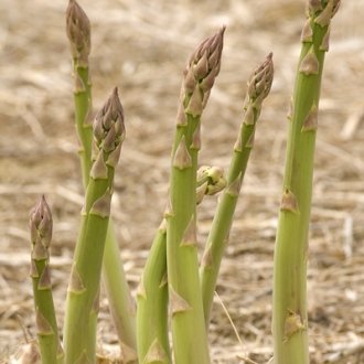 Millennium Asparagus Roots