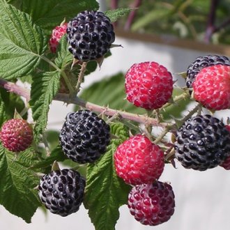 Niwot Raspberry Plants