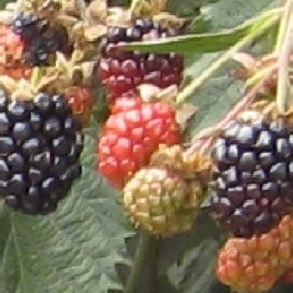 Ouachita Blackberry Plants
