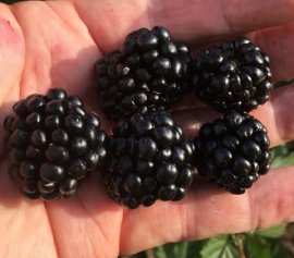 'Sweet-Ark™' CV. 'Ponca' Blackberry Plants Blackberry Plants