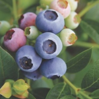 Reka Blueberry Plants