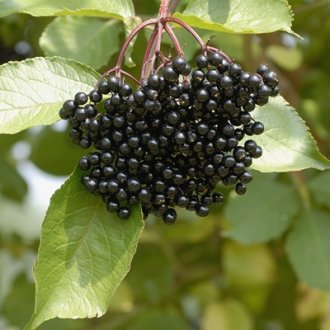 Samyl Elderberry Plants
