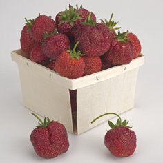 Junebearing Easy-Starter Strawberry Strawberry